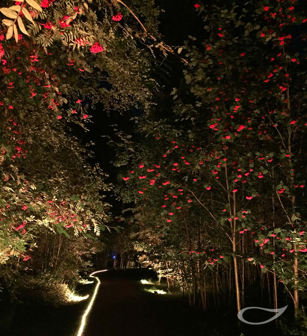 Sorbus aucuparia bei Nacht