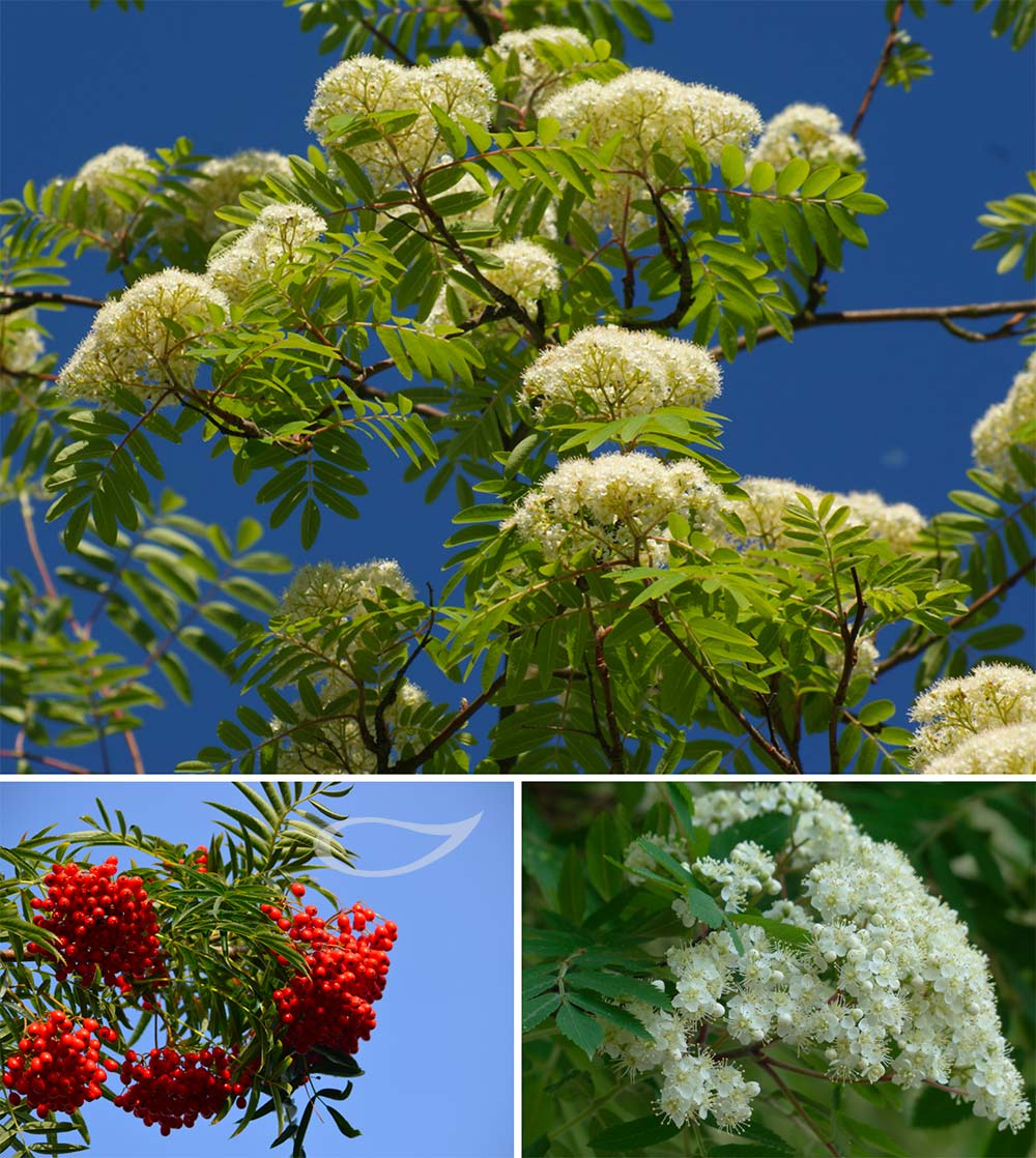 Sorbus aucuparia Eberesche