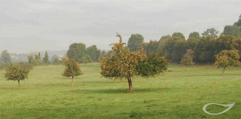 Streuobstwiese Normandie