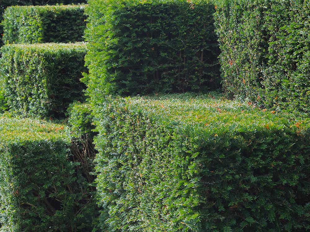 Taxus baccata mit Formschnitt