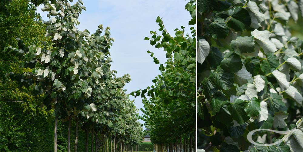 Tilia tomentosa Silber-Linde (Freiland)