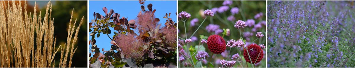 Benachbarung Cotinus Royal Purple Sommer