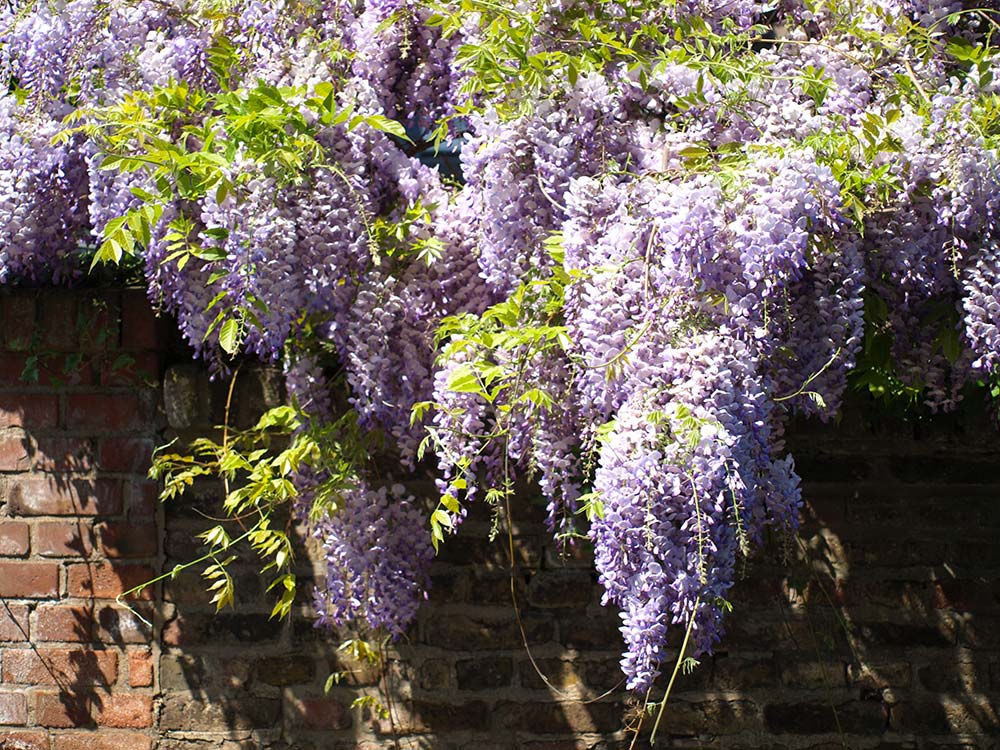 Wisteria sinensis