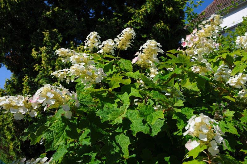 Hydrangea quercifolia Eichblatt-Hortensie