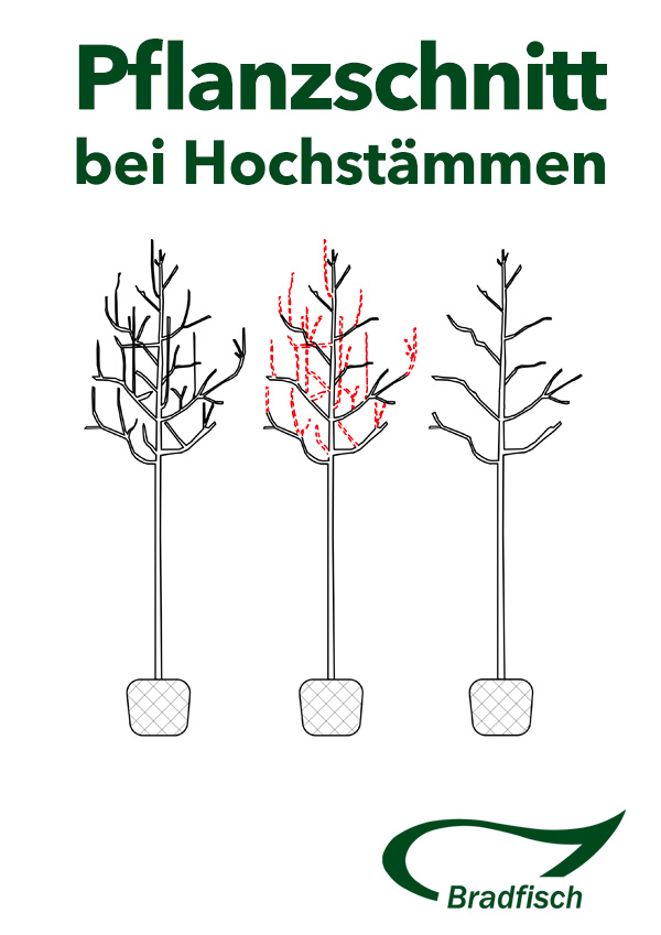 Handreichung Pflanzschnitt an Hochstämmen